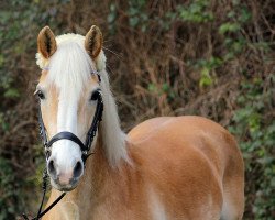 Zuchtstute Leonie (Haflinger, 1997, von liz. 177/T Aberlord)