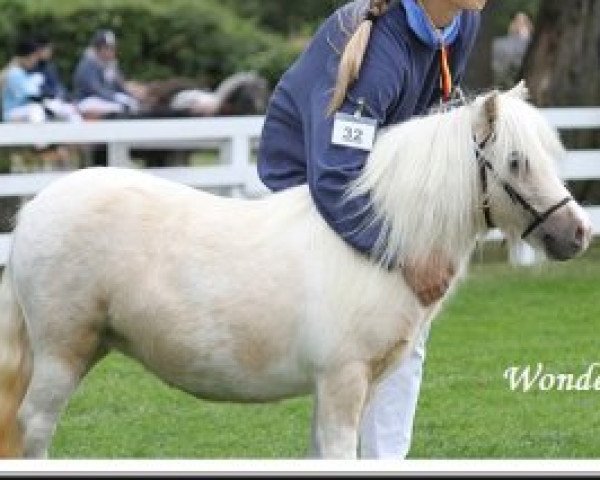 broodmare Wonderful B (Shetland pony (under 87 cm),  , from Birchwood Pocket Prince)