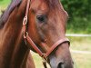 dressage horse Knock Out 7 (Hanoverian, 2008, from Kaiserkult TSF)