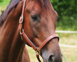 dressage horse Knock Out 7 (Hanoverian, 2008, from Kaiserkult TSF)