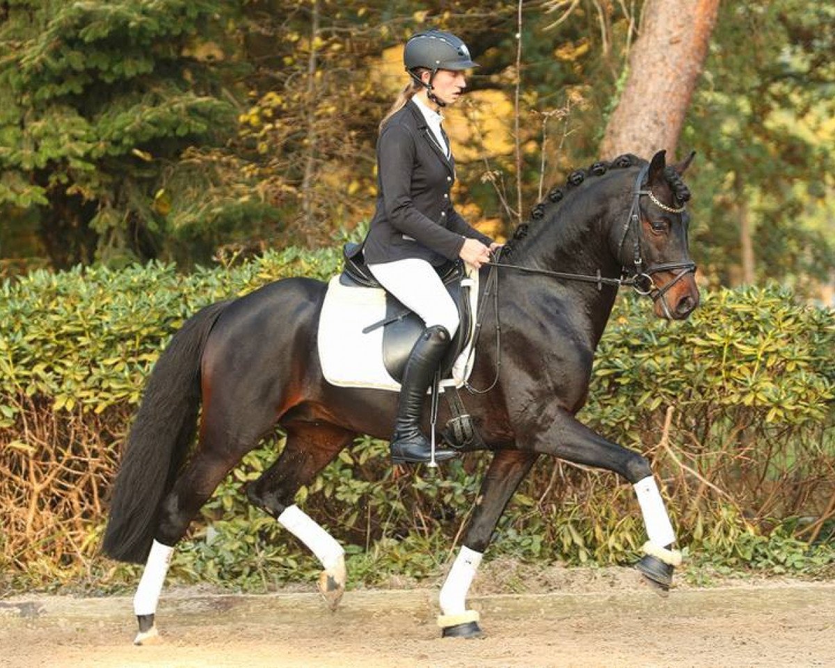stallion Corbinian (German Warmblood, 2009, from Carry Gold)
