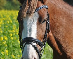 dressage horse Chivago de Luxe (German Riding Pony, 2011, from FS Champion de Luxe)