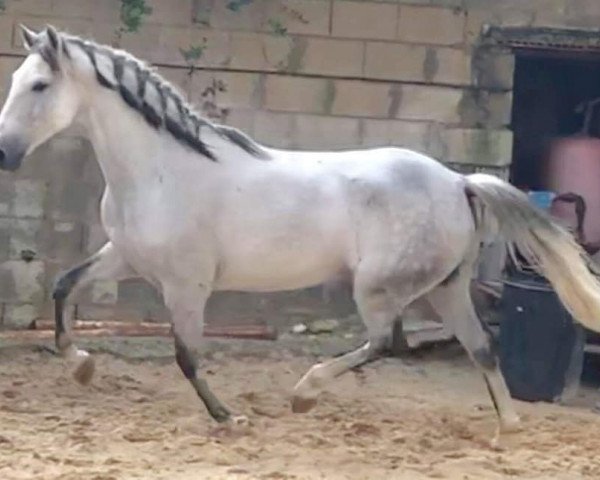 horse Oriente (Lusitano,  )