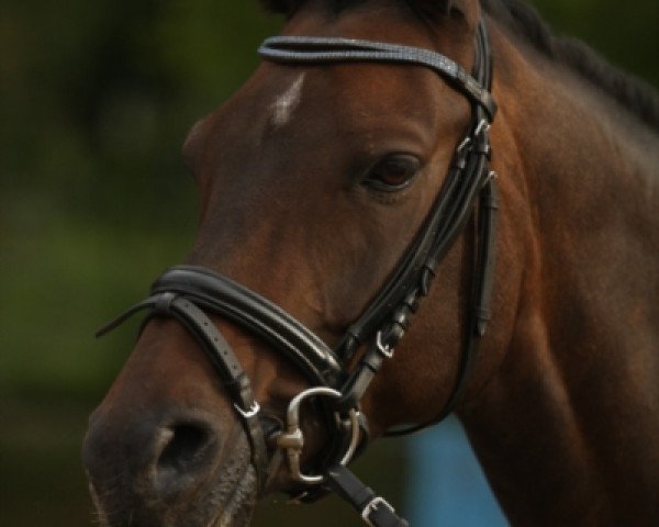 jumper Nexus Alagon (German Riding Pony, 2011, from Nemax)