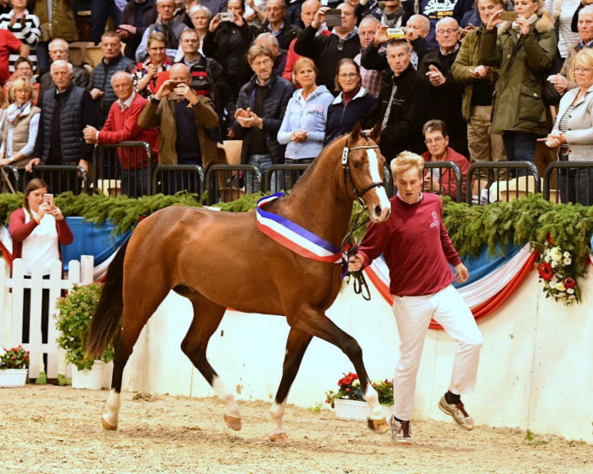 stallion Cadilo (Holsteiner, 2016, from Casall Ask)