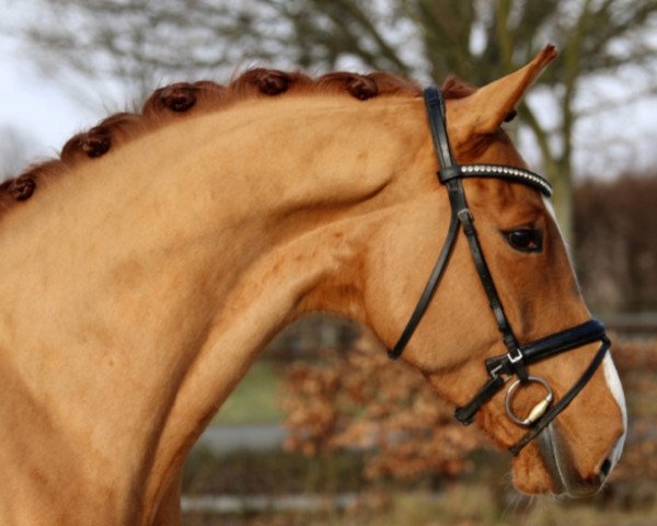 dressage horse For Dancer (Oldenburg, 2012, from For Compliment)