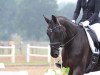 dressage horse A Princess 3 (Oldenburg, 2011, from Silbermond)