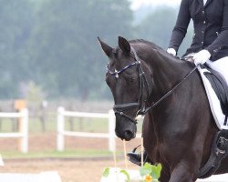 dressage horse A Princess 3 (Oldenburg, 2011, from Silbermond)