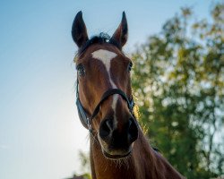 Springpferd El Bundee (Hannoveraner, 2006, von El Bundy)