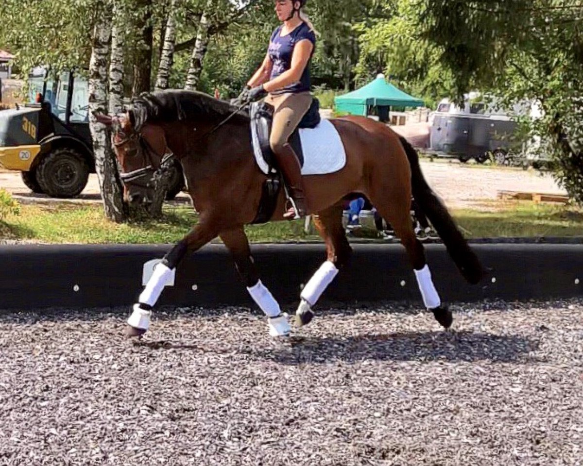 Springpferd Bella Frozy L (Bayer, 2014, von Fürst Romancier)