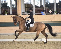 dressage horse Perfect Illusion Sjp (KWPN (Royal Dutch Sporthorse), 2001, from Pierrot)