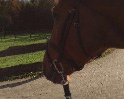 jumper Gibston (KWPN (Royal Dutch Sporthorse), 2011, from Chellthago Z)