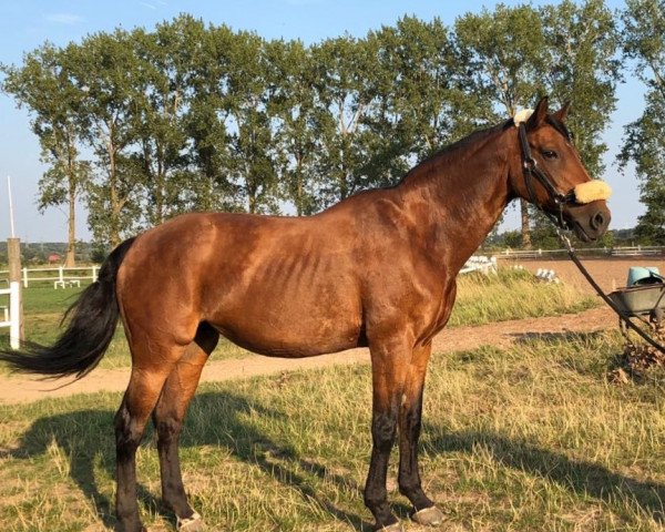 dressage horse Autumn Breeze 2 (Hanoverian, 1992, from Acapulco 99 FIN)