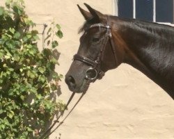 dressage horse Carlotta 295 (German Sport Horse, 2012, from Convoi)