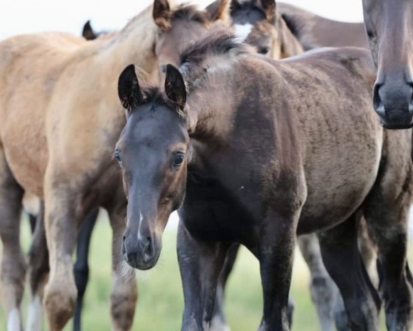 Dressurpferd Falmari Z (Zangersheide Reitpferd, 2021, von Flint)