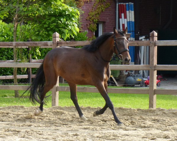 dressage horse Schneewittchen J (Westphalian, 2011, from Sir Donnerhall I)