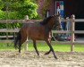 dressage horse Schneewittchen J (Westphalian, 2011, from Sir Donnerhall I)