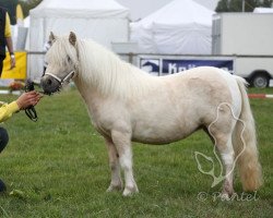 broodmare Princess-Chakira B (Shetland pony (under 87 cm), 2010, from Birchwood Pocket Prince)