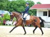 dressage horse Maybe Today (Westphalian, 2012, from Montafon)