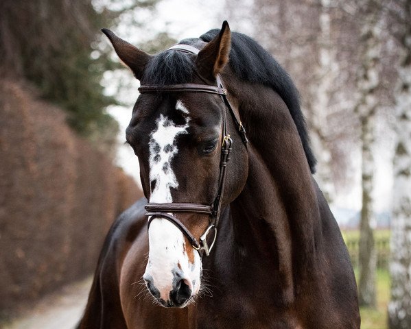 stallion Quabrie (Holsteiner, 2016, from Quibery 3)