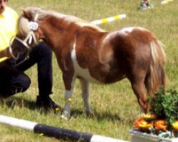 Zuchtstute Rivina R (Shetland Pony (unter 87 cm),  , von Jasper van 't Heidepark)