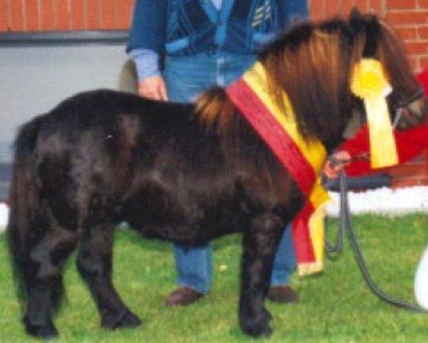horse Ernst-August (Shetland pony (under 87 cm), 1999, from Erik de Bibiana)