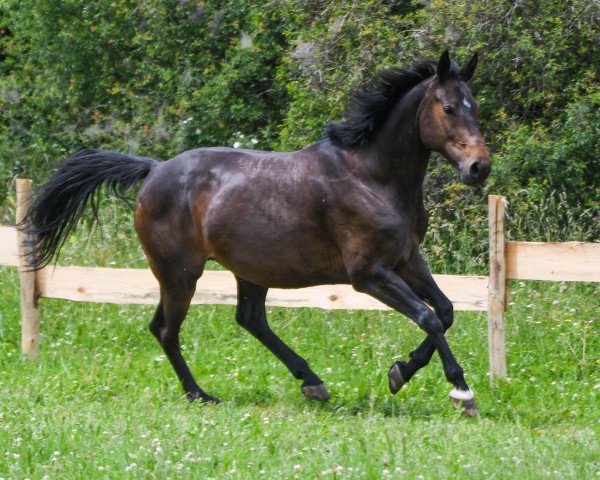 horse Sinfonie (German Warmblood, 2012, from Clinton)