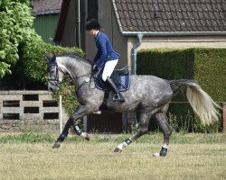 Springpferd Annabell B (Oldenburger, 2012, von Atlas Bavaria)