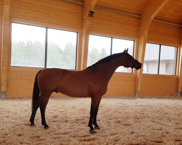 horse Altairs (Latvian Warmblood, 2012, from Alfanss)