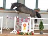 jumper Graziano Grey (Hanoverian, 2016, from Grey Top)