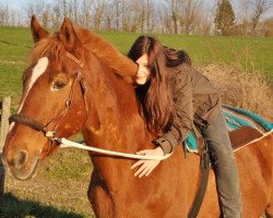 Pferd Scotch (Tschechisches Warmblut, 1993, von Konsulent-73)