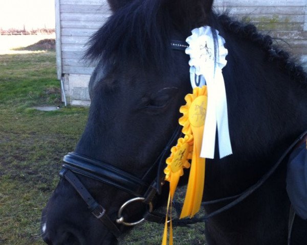 dressage horse Mr. Taifun (German Riding Pony,  )