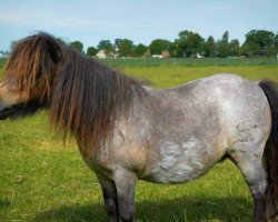 Zuchtstute Fleetwood Ley Butterscotch (Shetland Pony (unter 87 cm), 2007, von Helza Moody Blue)