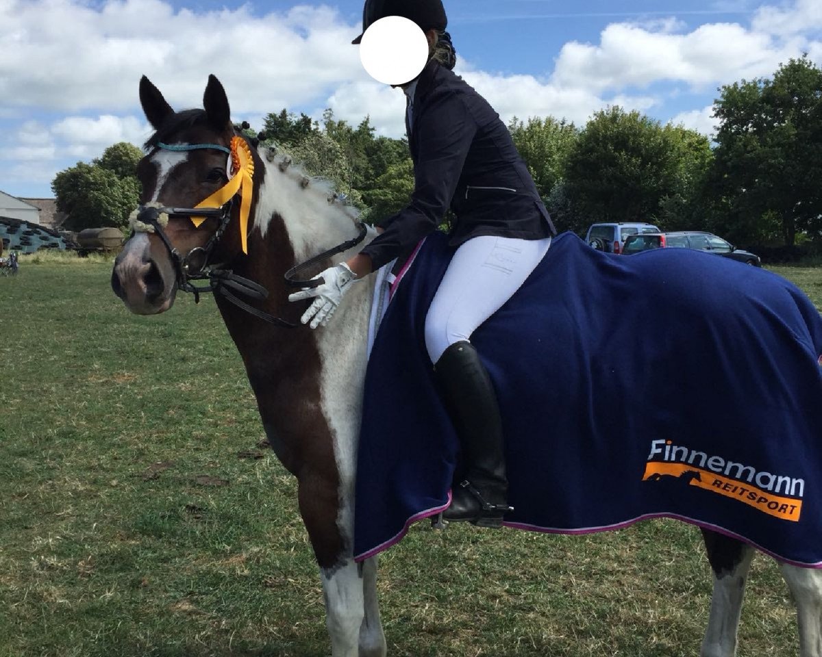 dressage horse Bronco 458 (unknown, 2005)