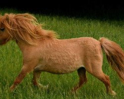 Pferd Fleetwood Ley Wednesday (Shetland Pony (unter 87 cm), 2009, von Athelney Phantom)