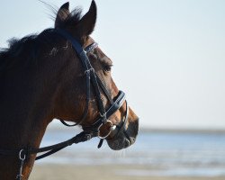 broodmare My Dream (German Riding Pony, 1999, from Holsteins William)