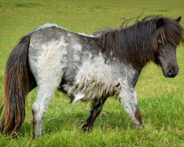 horse Fleetwood Ley Anemone (Shetland pony (under 87 cm), 2014, from Helza Moody Blue)