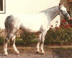 broodmare Monzana (Holsteiner, 1975, from Capitano)