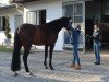 dressage horse Fentimans Tonic (Hanoverian, 2014, from Fürstbischof)