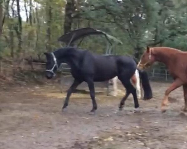 broodmare Rubina (Oldenburg, 2010, from Stedinger)