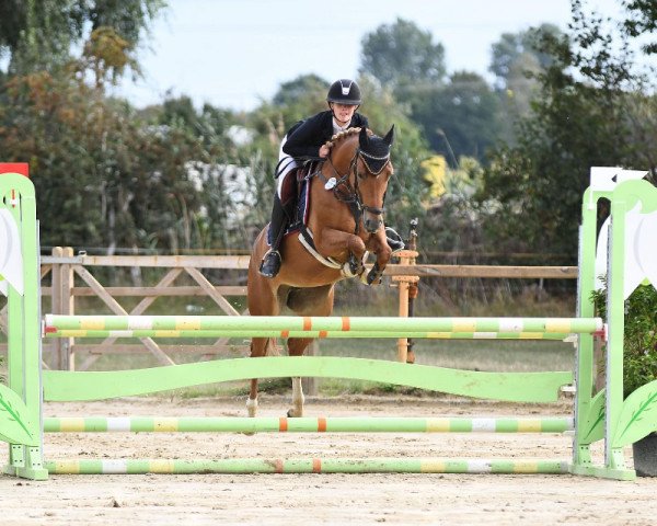 jumper Orchid's Leddy (Belgian Riding Pony, 2015, from Orchid's Tygo)