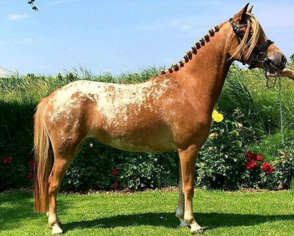 Zuchtstute Fay (Nederlands Appaloosa Pony, 2015)