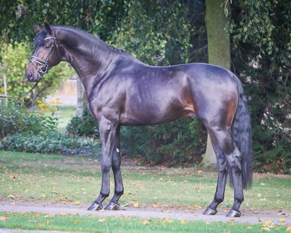 stallion Farrell Junior (Westphalian, 2015, from Blue Hors Farrell)