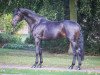 Deckhengst Farrell Junior (Westfale, 2015, von Blue Hors Farrell)