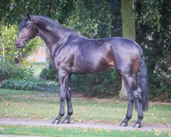 stallion Farrell Junior (Westphalian, 2015, from Farrell)