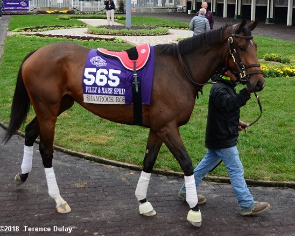 broodmare Shamrock Rose xx (Thoroughbred, 2015, from First Dude xx)