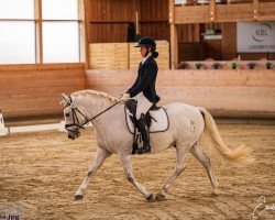 dressage horse Gracieux 5 (Camargue horse, 2016)