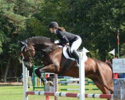 jumper Chester (German Sport Horse, 2004, from Chacon)