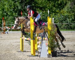 dressage horse Rising Sun 109 (Connemara Pony, 2011, from Unbekannt PONY)