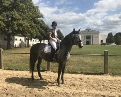 dressage horse San Souci 2 (Mecklenburg, 2010, from Sir Henry)